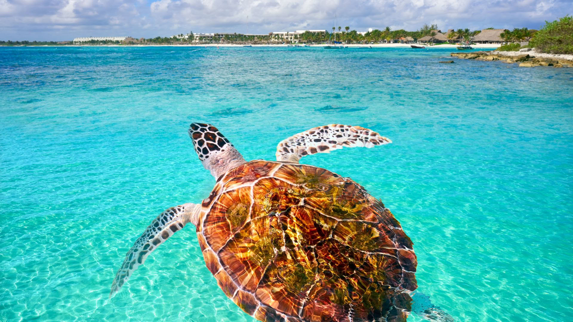 Ritiro Benessere Akumal: Suite con vista sull'oceano