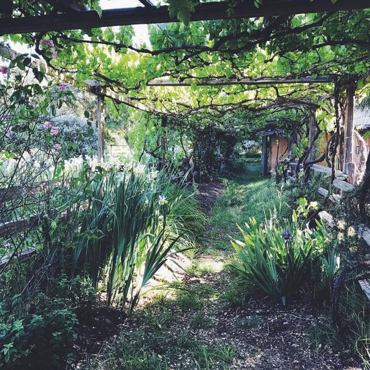 Cuori Coraggiosi di Sollievo