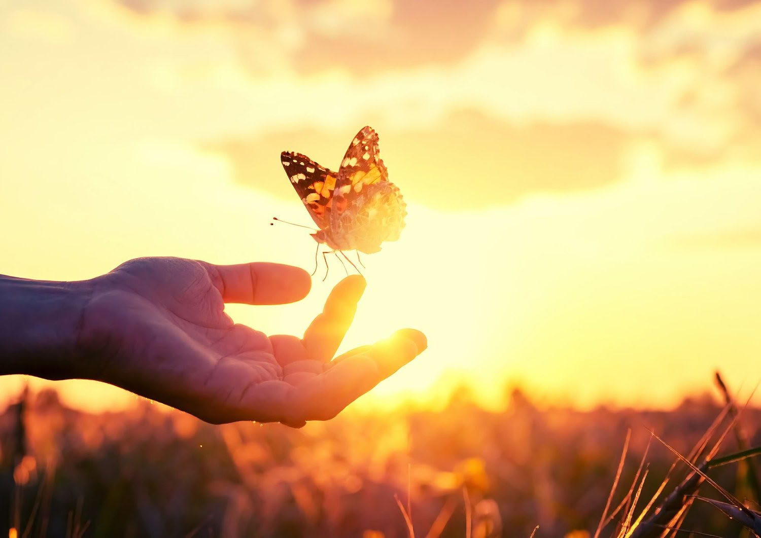 laboratorio TRE (Trauma/Tension Release Exercises) - Reimposta il tuo sistema nervoso — The Held Space - ritiri e laboratori di regolazione del sistema nervoso per PTSD, CPTSD (PTSD complesso), ansia, burnout, lutto, trauma, dolore cronico,