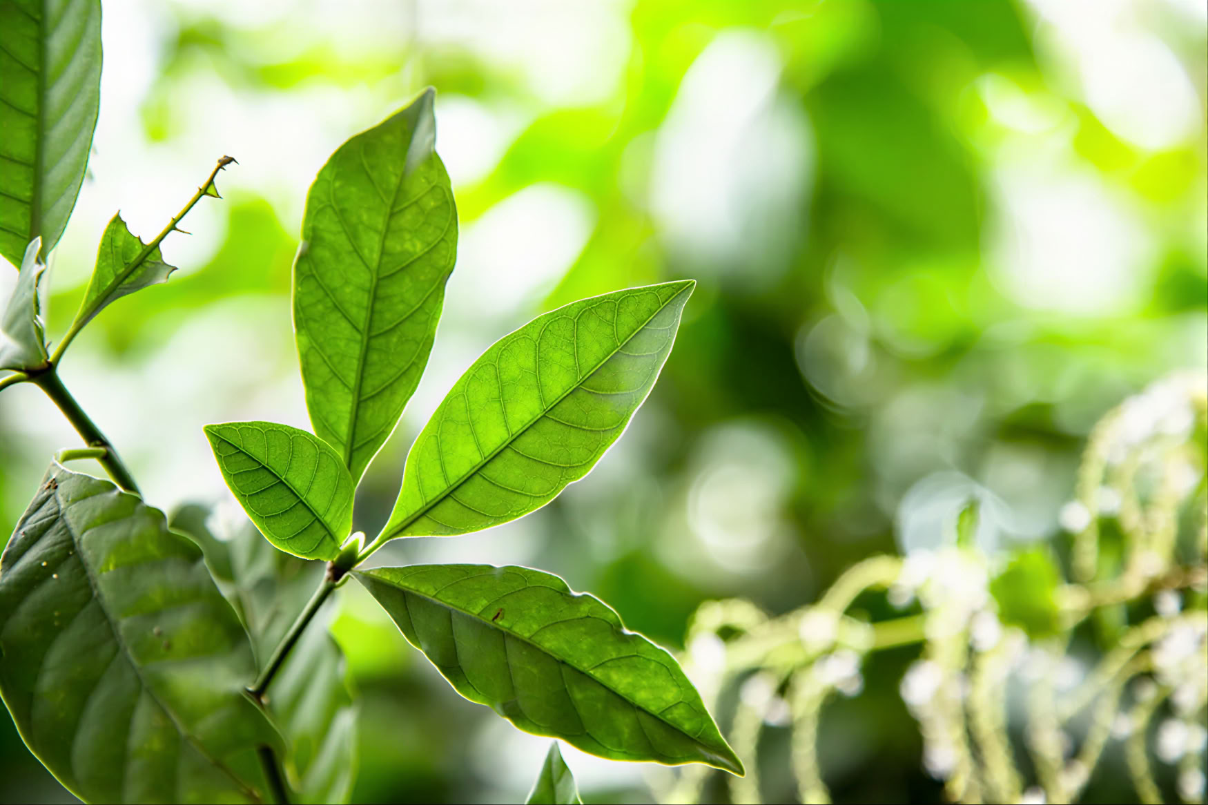 ritiro di 1 giorno con ayahuasca