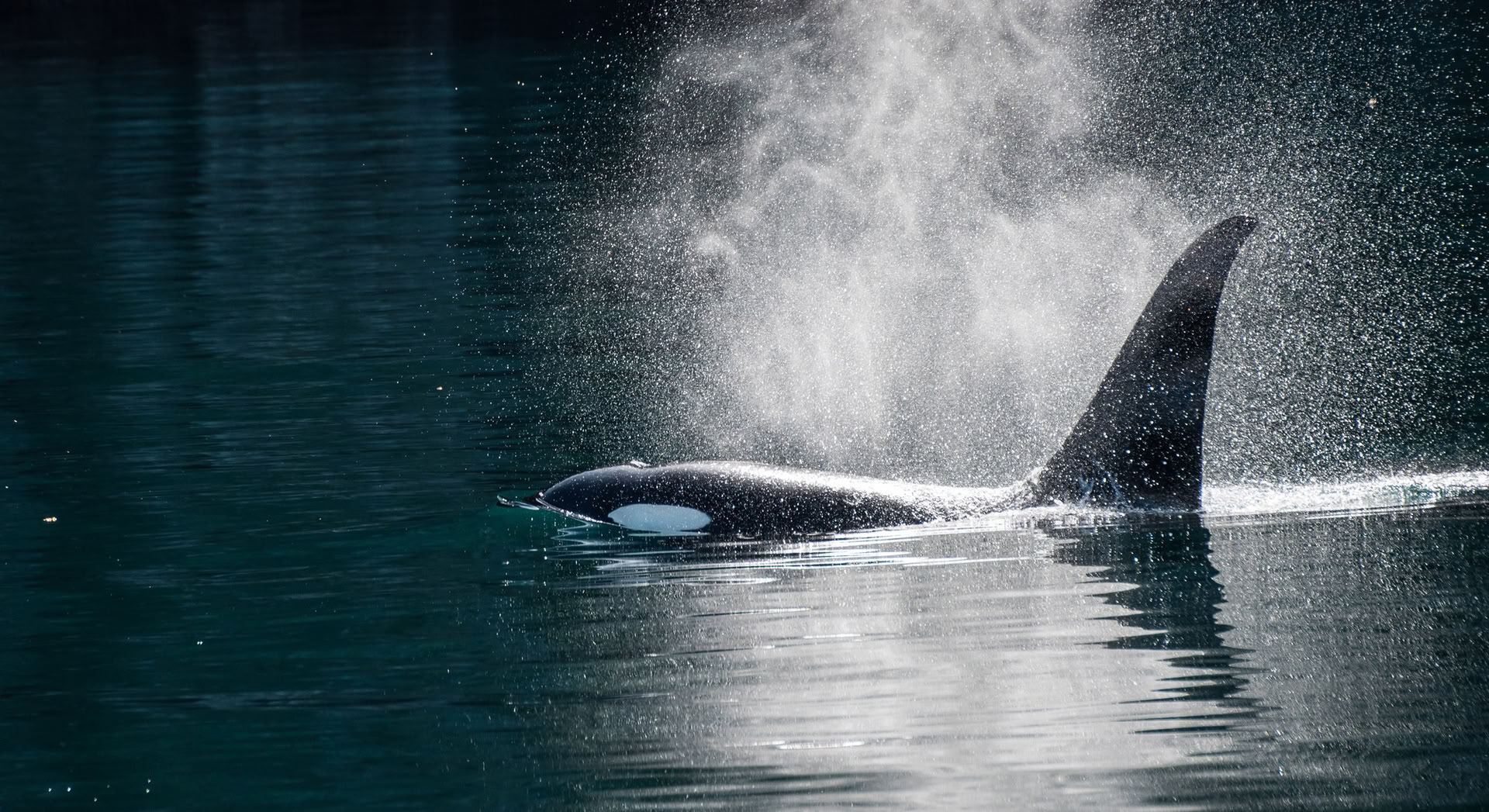 Osservazione delle balene in Alaska