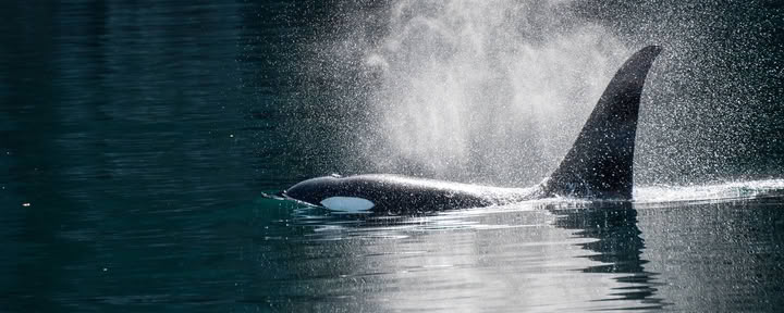 Osservazione delle balene in Alaska