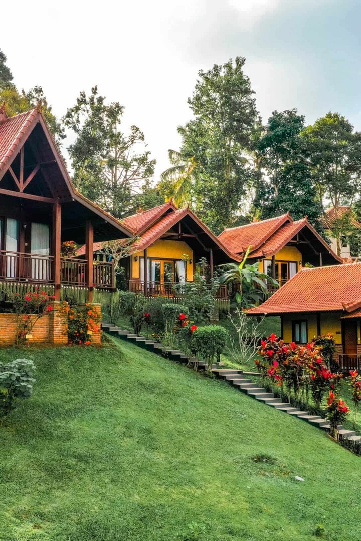 Bali Palms