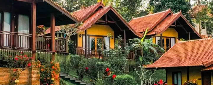 Bali Palms