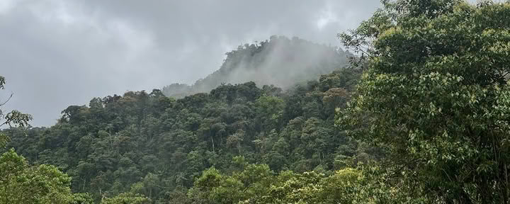 Hayulima: Ritiri spirituali e di medicina vegetale