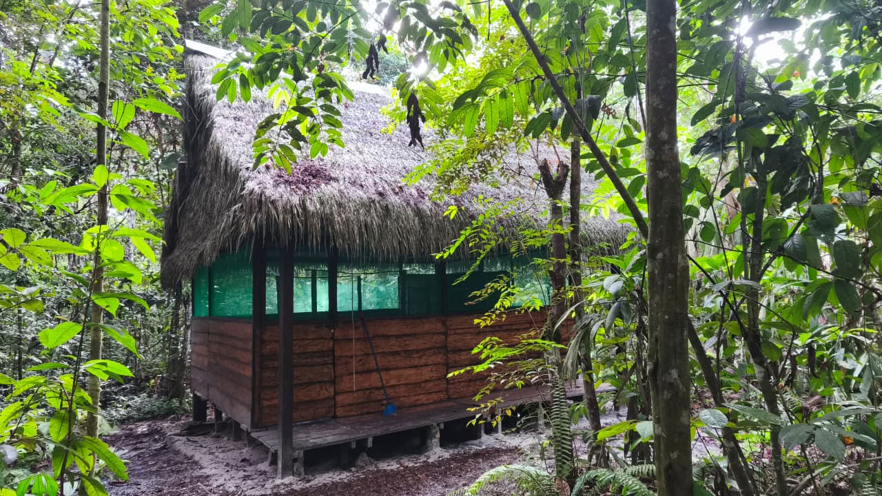 Naturalia retreat center | Ritiro di Ayahuasca in Perù