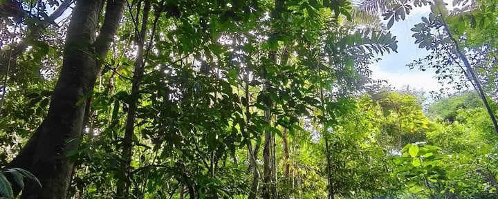Naturalia retreat center | Ritiro di Ayahuasca in Perù