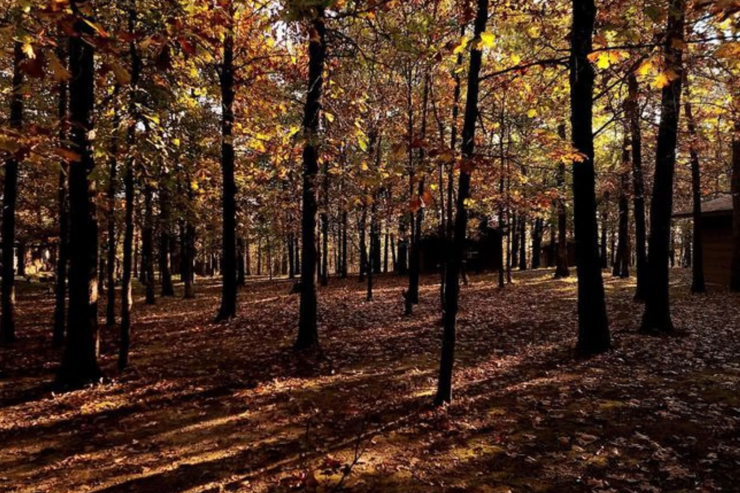 Foresta della Pace di Osage