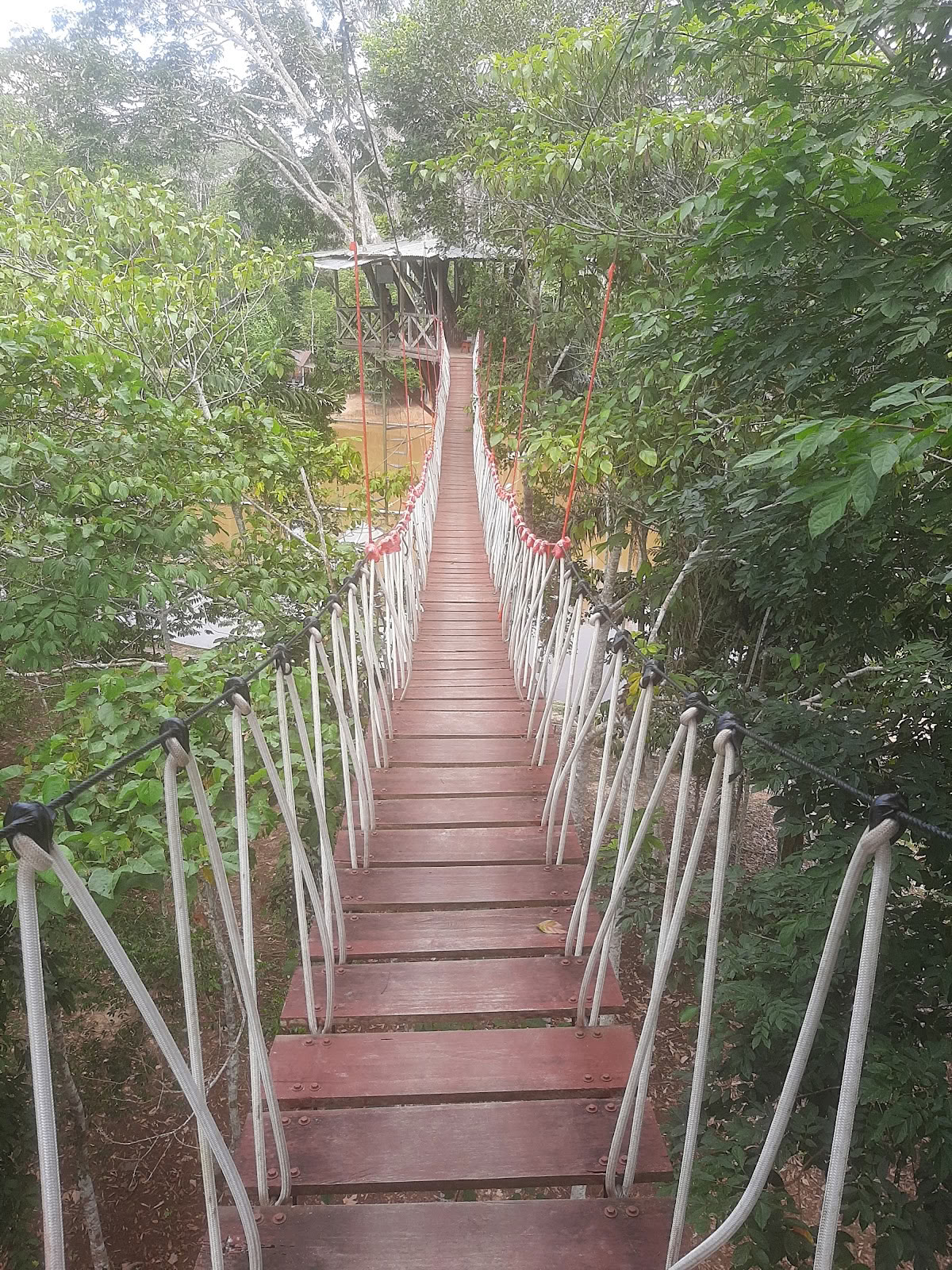 El Purguero Ayahuasca Ritiro