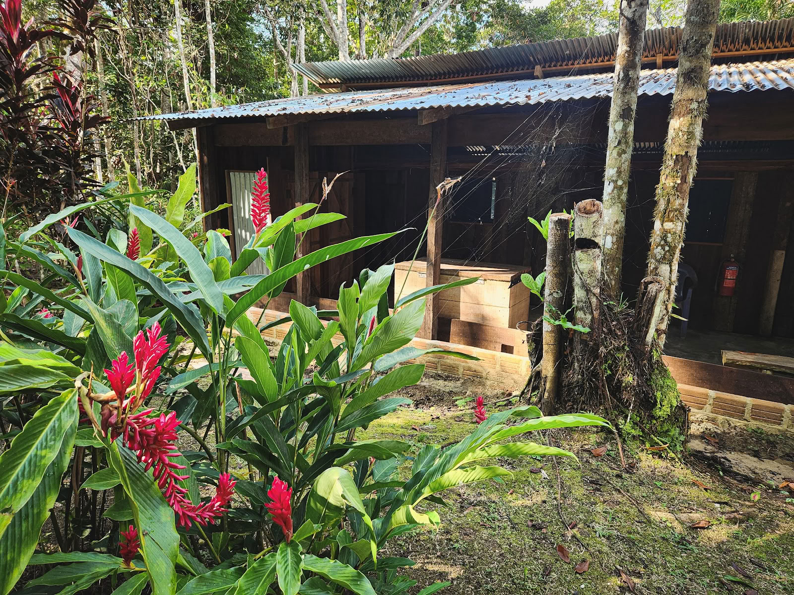 El Purguero Ayahuasca Ritiro