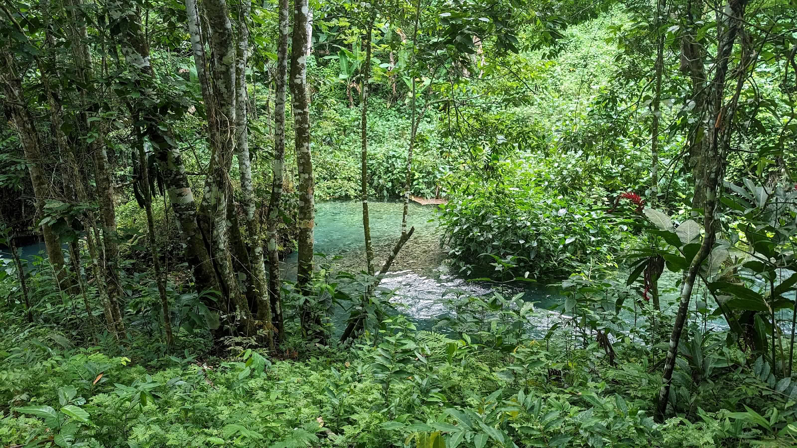 Mycelia Retreat Jamaica