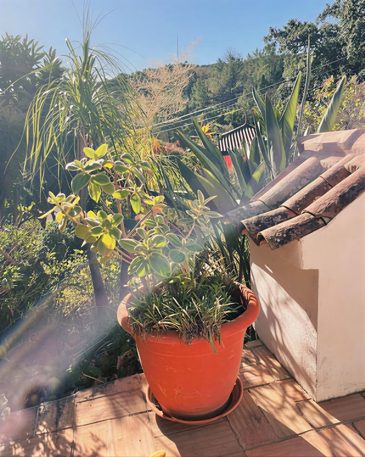 Moinhos Velhos Ritiro Detox e Yoga di Succo