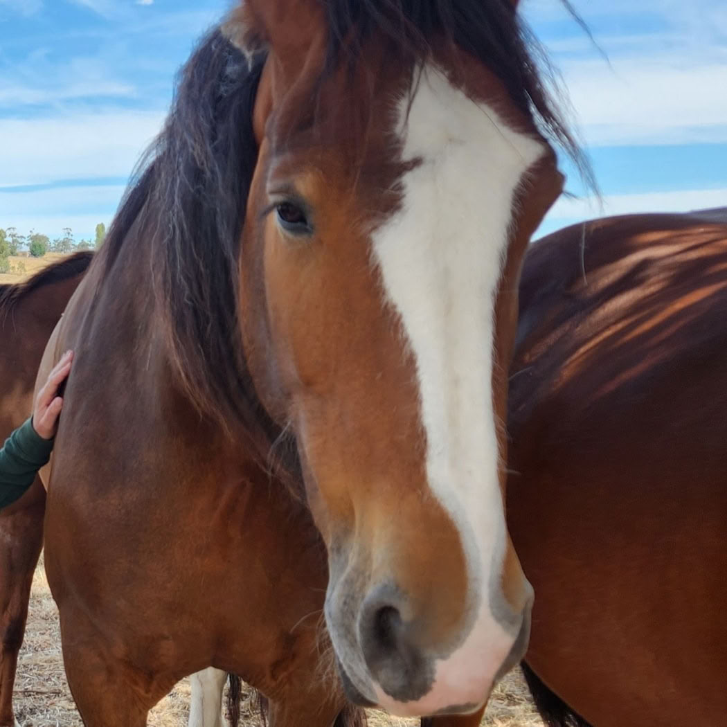 Heart of the Horse- Lavorare con i cavalli aiutando le persone a guarire