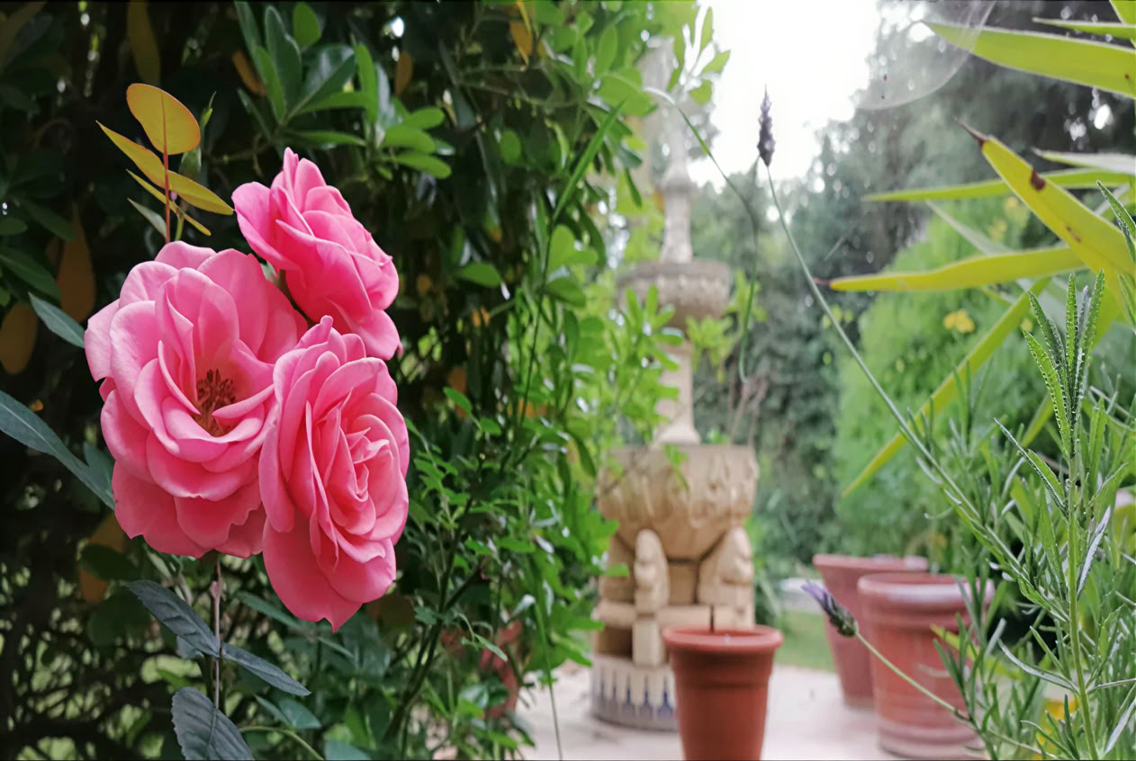 Casa Colibrí (Salute olistica)