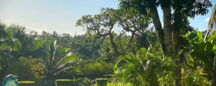 Ritiro Ayahuasca Brasile