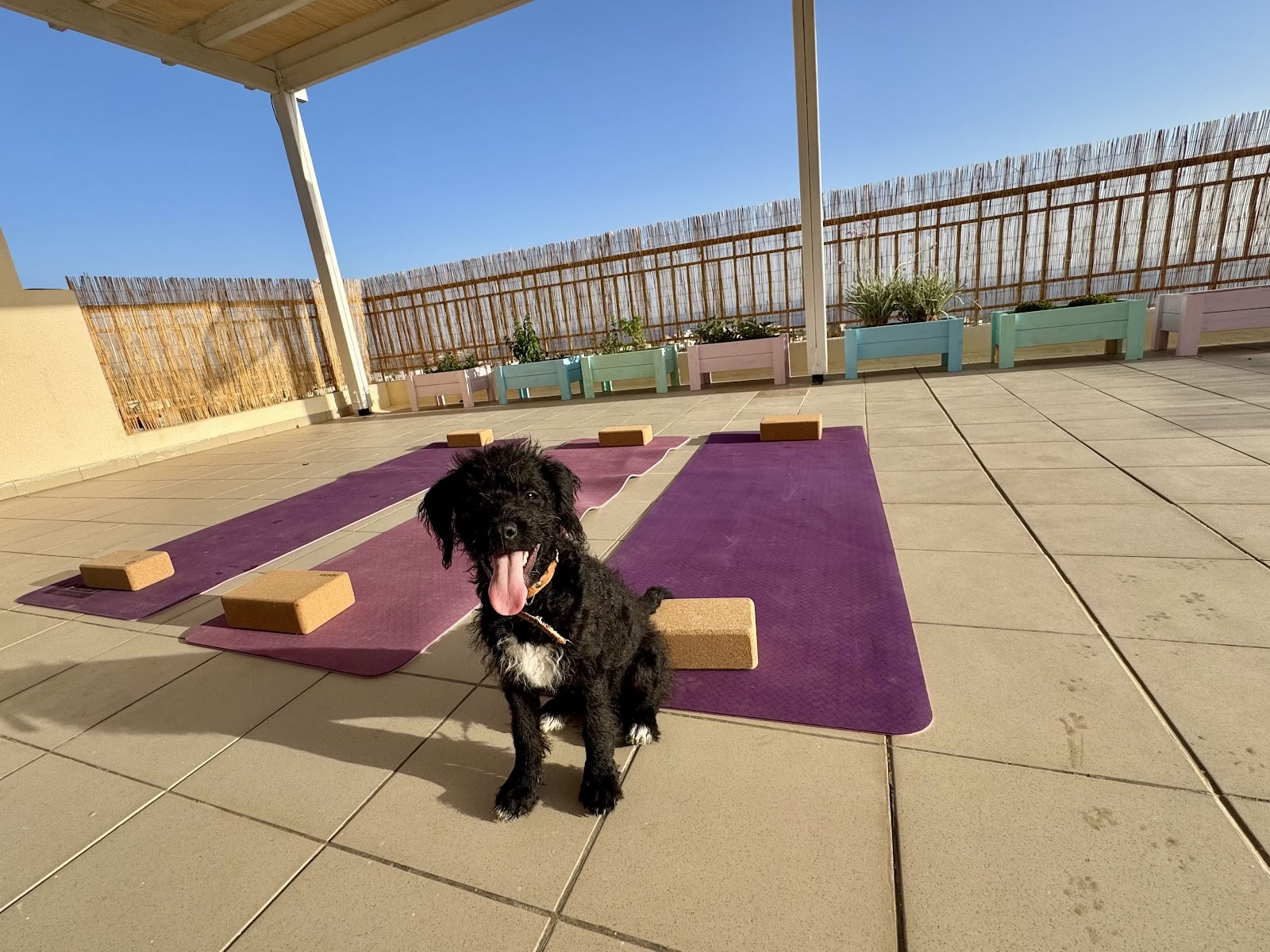 Puppy Yoga Ritiro
