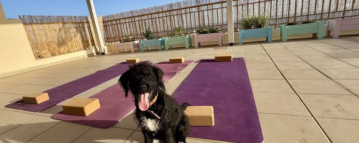 Puppy Yoga Ritiro