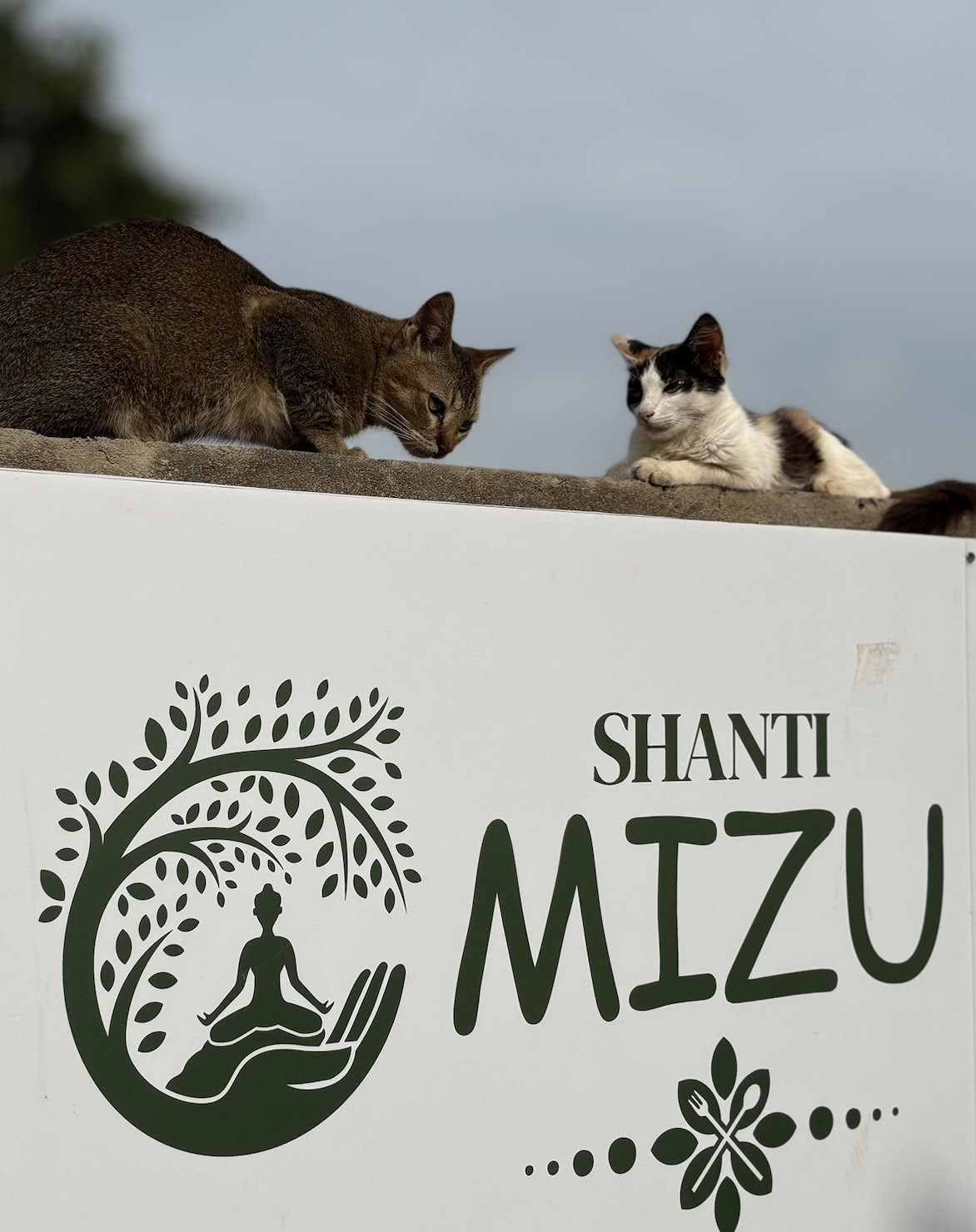 Shanti MIZU | Miglior ritiro di yoga ad Arambol, Goa