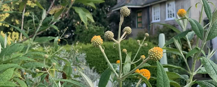 Ritiro di Gayles