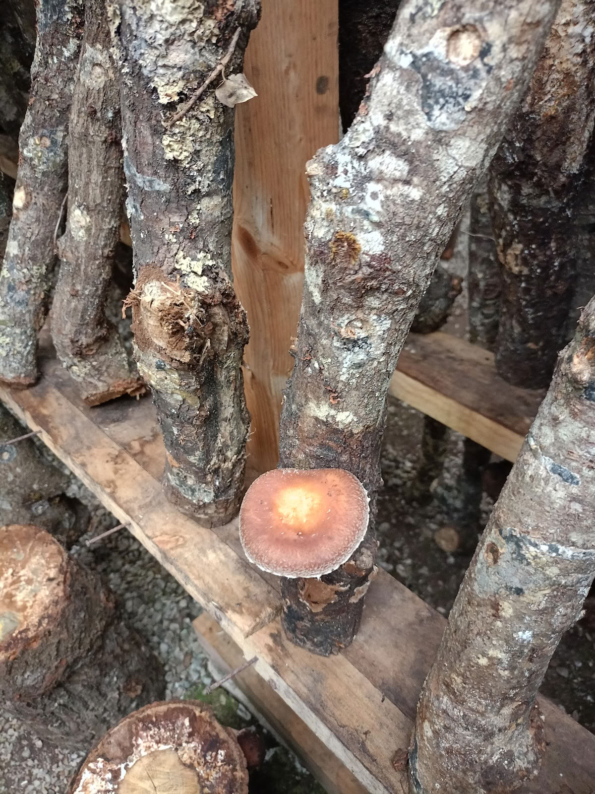 Natura dei Funghi