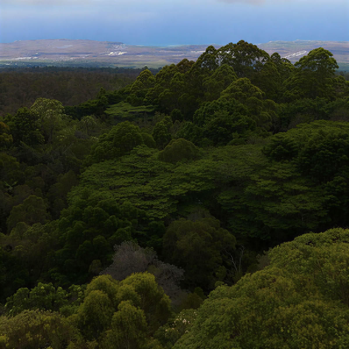 Santuario della Foresta Nebulosa di Kona