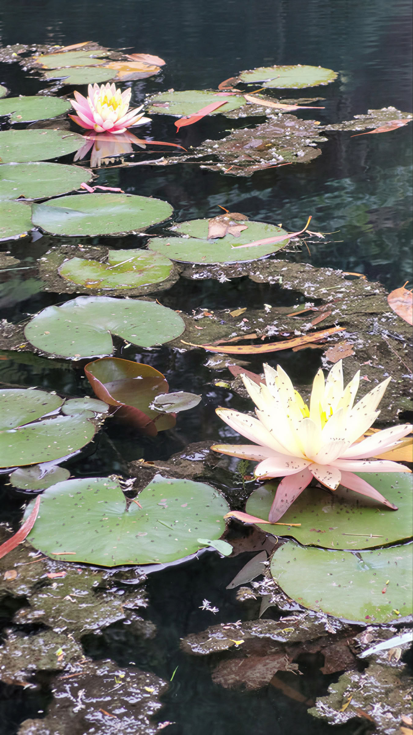 Ritiro Mirador Springs