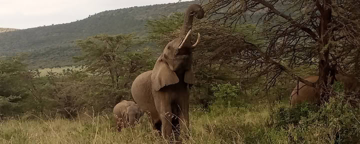 Entumoto Safari Camp