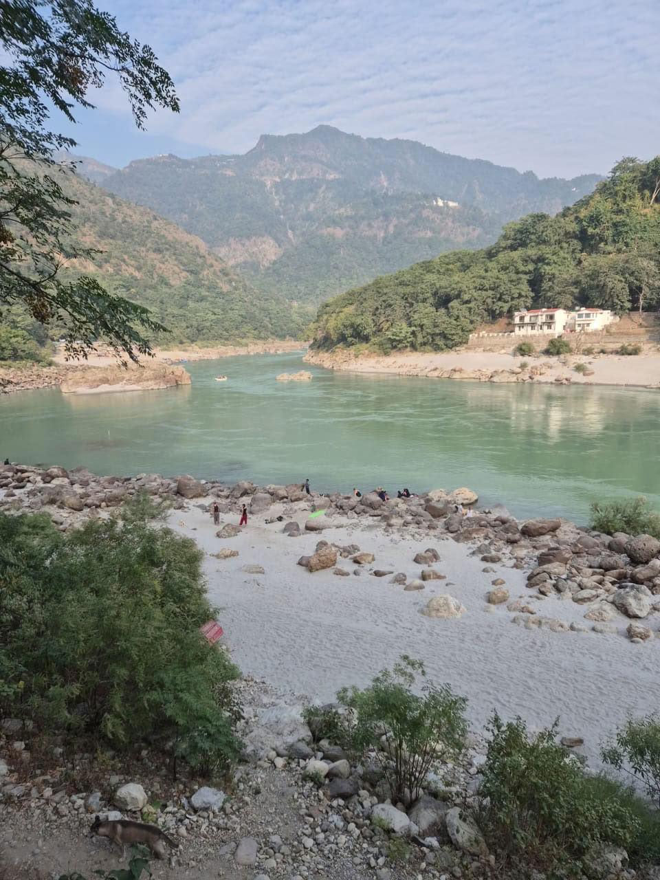 Albero himalayano sul Gange, Rishikesh