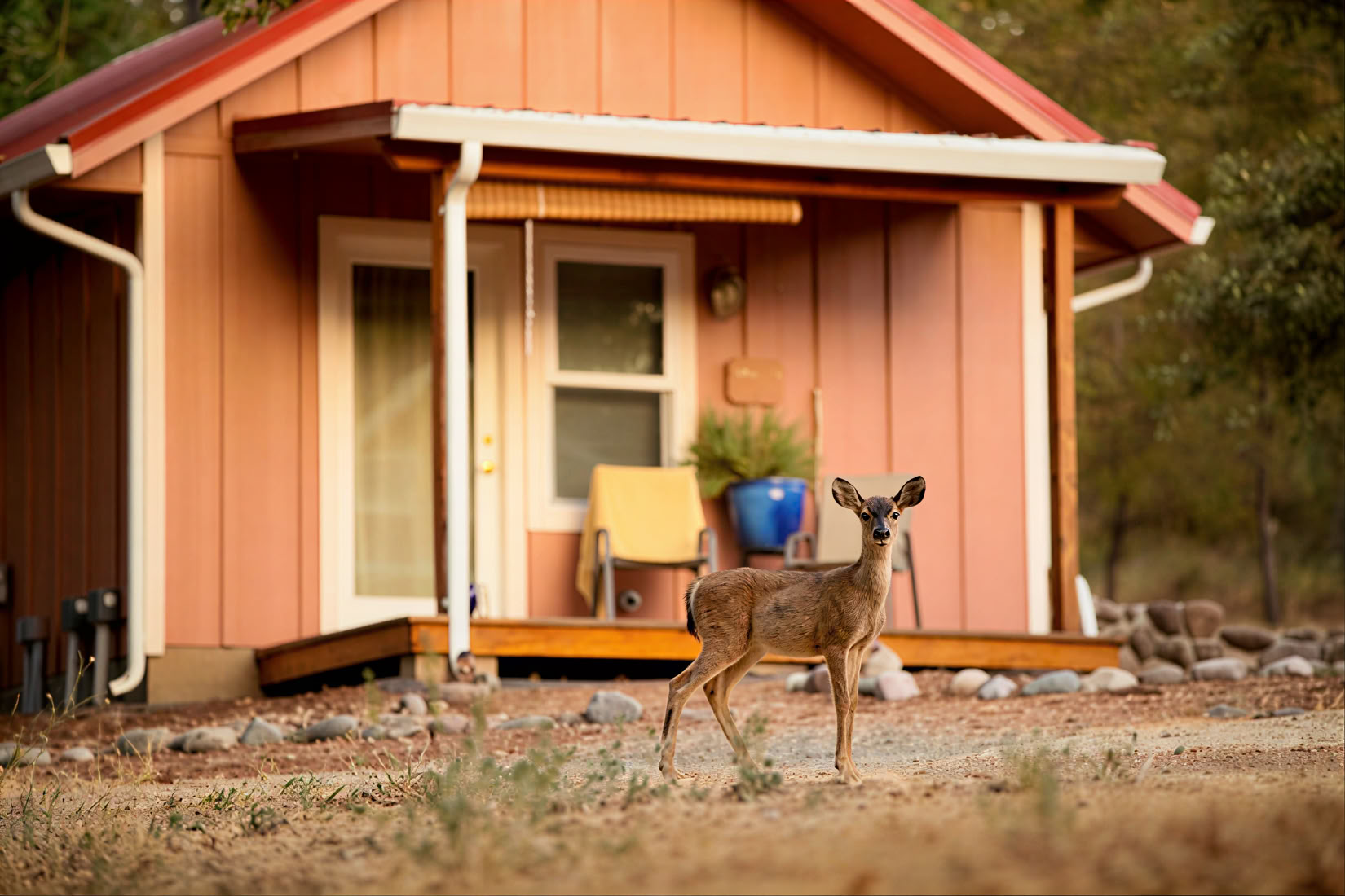 Deluxe Shanti Cabins